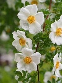 Gelb Weiß Rosa Xanthina Blumensamen zur Aussaat Traditionssorte ohne Gentechnik PollinatorFriendly biologisch Samen