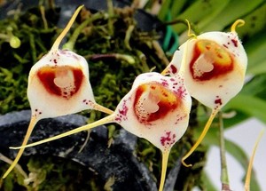 Weiß Monkey Face Orchidee Blumensamen zur Aussaat – duftend Blüten – Traditionssorte & ohne Gentechnik Samen Hausgarten