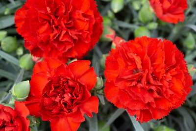 Rot Carnations Blumensamen zur Aussaat robust Sorte Traditionssorte & ohne Gentechnik Samen Hausgarten
