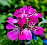 Violett kletternd Geranie Samen zur Aussaat Enhance Garten
