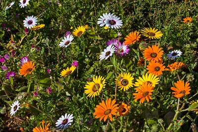 Dimorphotheca Blumensamen