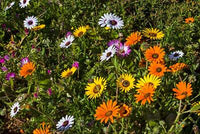 Dimorphotheca Blumensamen