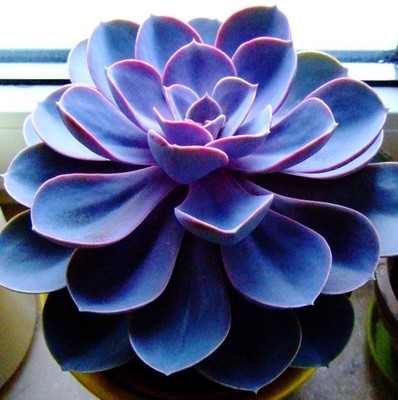 Blau Lila Succulent Blumensamen – lang Blüte Saison Traditionssorte & ohne Gentechnik Samen Hausgarten