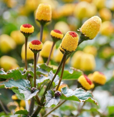 Toothache Pflanze Natural Relief Samen Growing Herbal Remedy Gärten