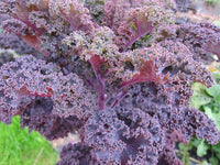 Lila Scarlet Kale Gemüsesamen für einfache Aussaat