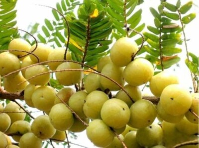 Amla Samen Phyllanthus emblica