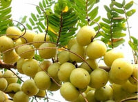 Amla Samen Phyllanthus emblica