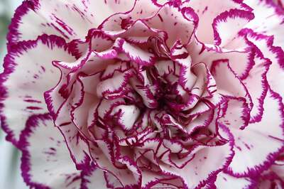 Weiß Violett Nelke Blumensamen zur Aussaat kompakt Wuchs Traditionssorte & ohne Gentechnik Samen Hausgarten