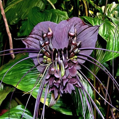 Schmetterling Orchidee Blumensamen zur Aussaat – duftend Blüten – Traditionssorte & ohne Gentechnik Samen Hausgarten