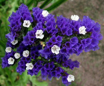 Limonium Sinuatum Blumensamen zur Aussaat pflegeleicht Traditionssorte & ohne Gentechnik Samen Hausgarten