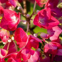 Rot Hortensie Blumensamen zur Aussaat leuchtend Traditionssorte & ohne Gentechnik Samen Hausgarten