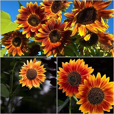 Gelb and rot sunflower samen for anpflanzung blume