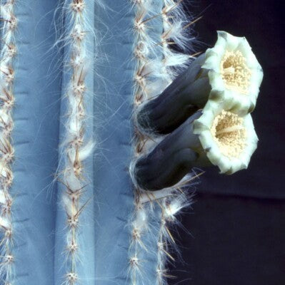 Traditionssorte Pilosocereus Blumensamen zur Aussaat robust Sorte Traditionssorte & ohne Gentechnik Samen Hausgarten