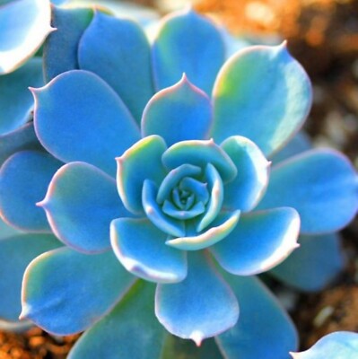 Blau Succulent Blumensamen zur Aussaat Wildblume Mischung Traditionssorte & ohne Gentechnik Samen Hausgarten