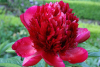 Pfingstrose "First Rot" Samen