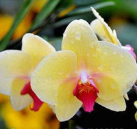 Gelb Schmetterlingsorchidee Orchidee Blumensamen zur Aussaat saisonal Dauerblüher Traditionssorte & ohne Gentechnik Samen Hausgarten