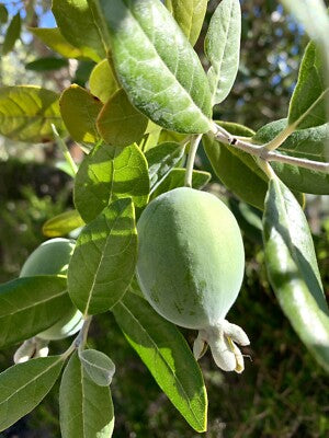 Feijoa Samen Ananas Guave