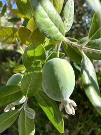 Feijoa Samen Ananas Guave