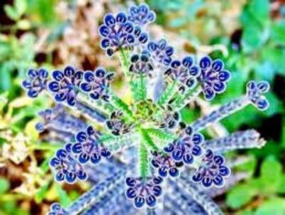 Grün Flammendes Käthchen Thyrsiflora Blumensamen zur Aussaat – sonnenliebend – Traditionssorte & ohne Gentechnik Samen Hausgarten