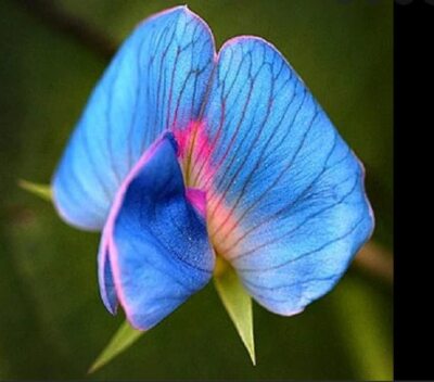 Blau Lathyrys Satuvys Blumensamen zur Aussaat – ideal Rabatten – Traditionssorte & ohne Gentechnik Samen Hausgarten