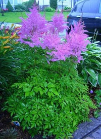 Violett Prachtspiere Blumensamen zur Aussaat kompakt Wuchs Traditionssorte & ohne Gentechnik Samen Hausgarten