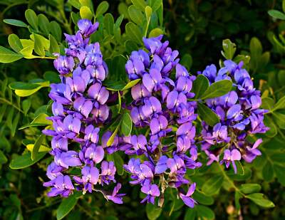 Lila Mescal Blumensamen zur Aussaat – kompakt Wuchs – Traditionssorte & ohne Gentechnik Samen Hausgarten