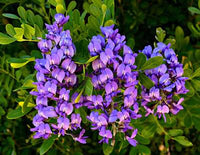 Lila Mescal Blumensamen zur Aussaat – kompakt Wuchs – Traditionssorte & ohne Gentechnik Samen Hausgarten