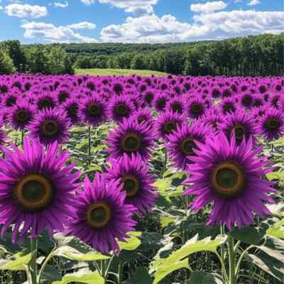 Violett Sonnenblume mehrjährig Blumensamen zur Aussaat – Traditionssorte ohne Gentechnik biologisch Garten Samen