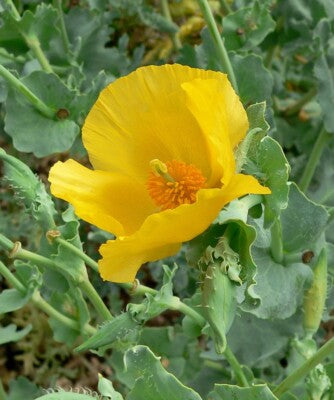 Glaucium Flavum Blumensamen zur Aussaat saisonal Dauerblüher Traditionssorte & ohne Gentechnik Samen Hausgarten