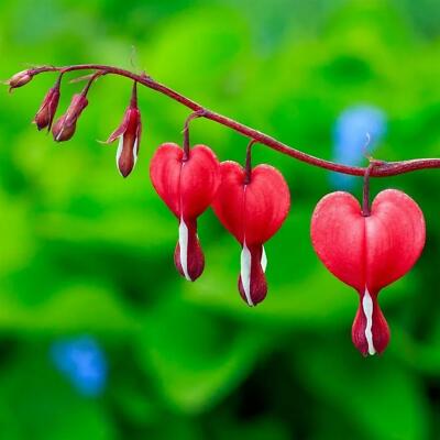 Rot Bleeding Heart Samen zur Aussaat mehrjährige Blumensamen Frühling & Fall