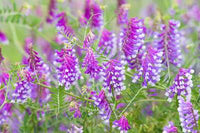 Lila Wicke Blumensamen zur Aussaat – Traditionssorte ohne Gentechnik biologisch Garten Samen Keimung Schnitt Blume beliebt