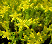Gelb Moss Stonecrop Blumensamen zur Aussaat saisonal Dauerblüher Traditionssorte & ohne Gentechnik Samen Hausgarten
