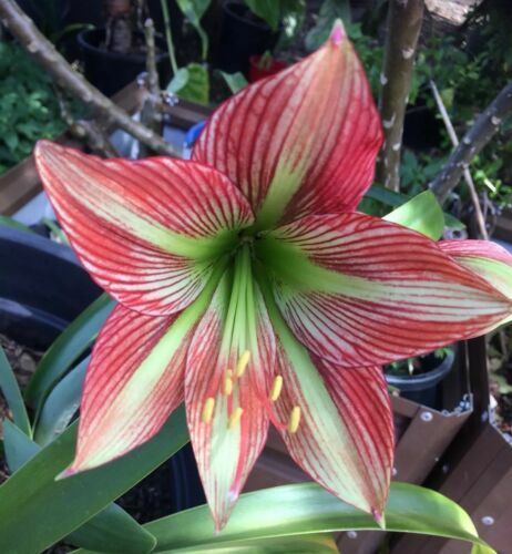 Weiß Rot Kapuzinerkresse Blumensamen kompakt Wuchs Traditionssorte ohne Gentechnik biologisch Garten Samen zur Aussaat