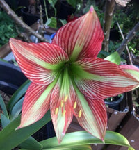 Weiß Rot Kapuzinerkresse Blumensamen kompakt Wuchs Traditionssorte ohne Gentechnik biologisch Garten Samen zur Aussaat