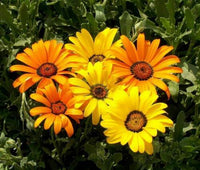 Dimorphotheca Blumensamen
