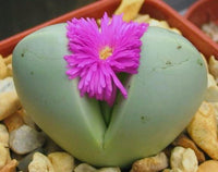 Grün Conophytum Ernianum Blumensamen – einzigartig Samen zur Aussaat für Ihren Garten
