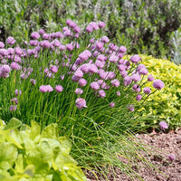 rustikal Schnittlauch Blumensamen – Traditionssorte ohne Gentechnik – saisonal Dauerblüher Hausgarten Aussaat