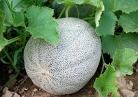 Zwergmelone Samen für einfaches Anpflanzen