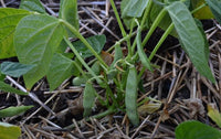 Schwarz Weiß Orka Beans  Planting Samen for Your Gemüse Garden