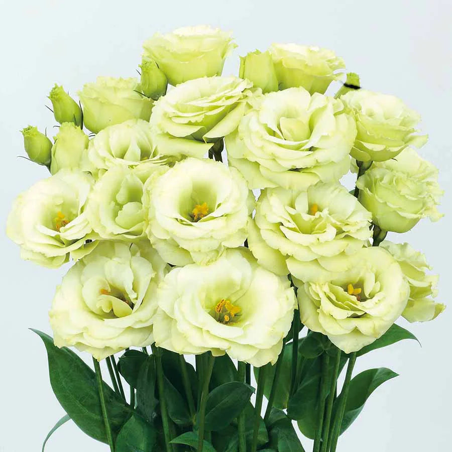 hell Grün Lisianthus Blumensamen zur Aussaat – pflegeleicht – Traditionssorte & ohne Gentechnik Samen Hausgarten