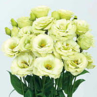 hell Grün Lisianthus Blumensamen zur Aussaat – pflegeleicht – Traditionssorte & ohne Gentechnik Samen Hausgarten