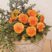Orange Frizzle Sizzle Blumensamen zur Aussaat – ideal Rabatten – Traditionssorte & ohne Gentechnik Samen Hausgarten