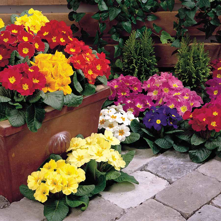 Gemischt Malacoides Blumensamen zur Aussaat – saisonal Dauerblüher – Traditionssorte & ohne Gentechnik Samen Hausgarten