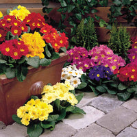 Gemischt Malacoides Blumensamen zur Aussaat – saisonal Dauerblüher – Traditionssorte & ohne Gentechnik Samen Hausgarten