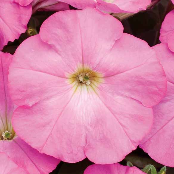 Blush Rosa Petunie Blumensamen zur Aussaat Halbschatten verträglich Traditionssorte & ohne Gentechnik Samen Hausgarten