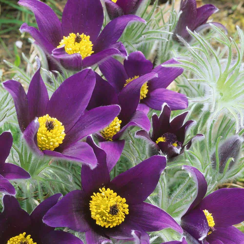 Lila pasque blume samen for anpflanzung - seasonal bloomer, heirloom & gmo free samen for home garten
 
 sale for anpflanzung in home garten