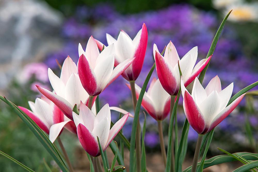 Peppermint Stick Tulpe Blumensamen zur Aussaat Anzucht Traditionssorte & ohne Gentechnik Samen Hausgarten