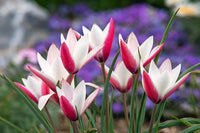 Peppermint Stick Tulpe Blumensamen zur Aussaat Anzucht Traditionssorte & ohne Gentechnik Samen Hausgarten