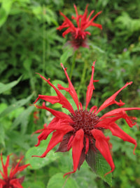 Monarda blume samen for anpflanzung drought tolerant heirloom & gmo free samen for home garten 
 
 sale for anpflanzung in home garten