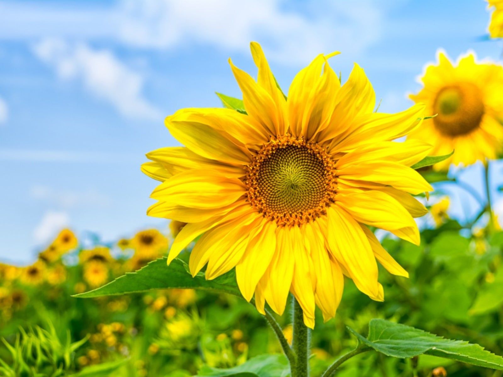 Sonnenblume Samen zur Aussaat Anzucht Traditionssorte & ohne Gentechnik Samen Hausgarten